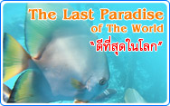 The Last Paradise of the world Raja Ampat